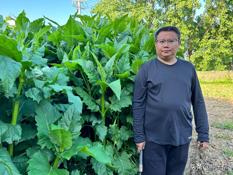 Plantation techniques