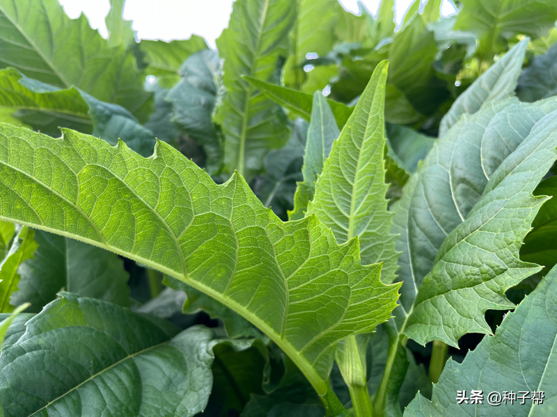 Plantation techniques