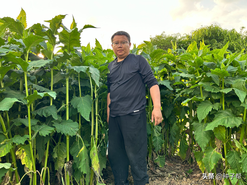 Plantation techniques