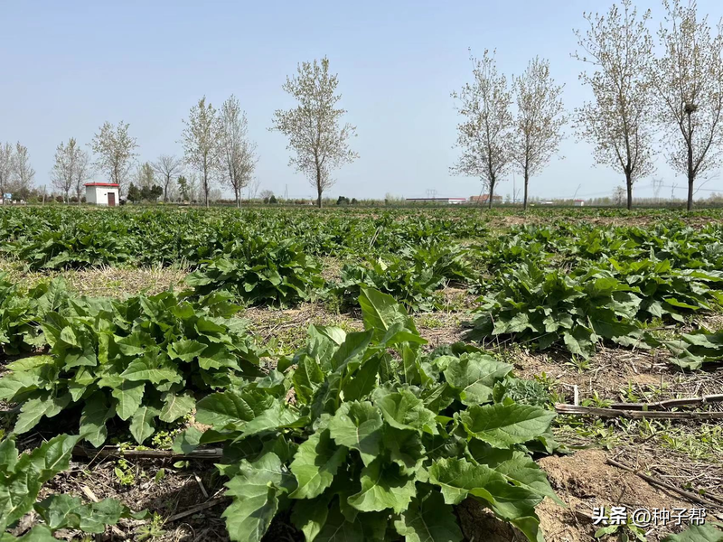 Plantation techniques