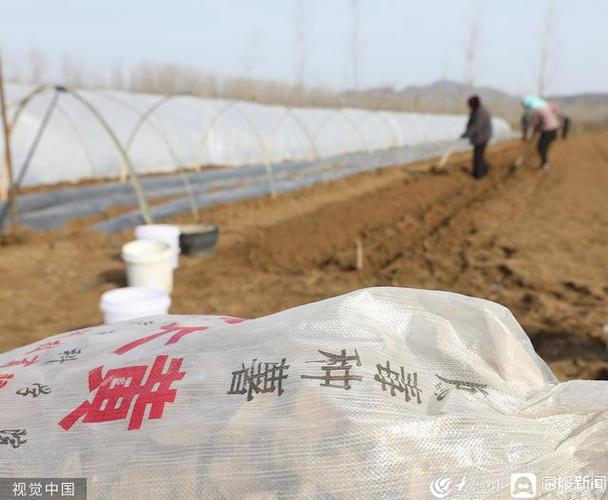 马铃薯双垄种植技术