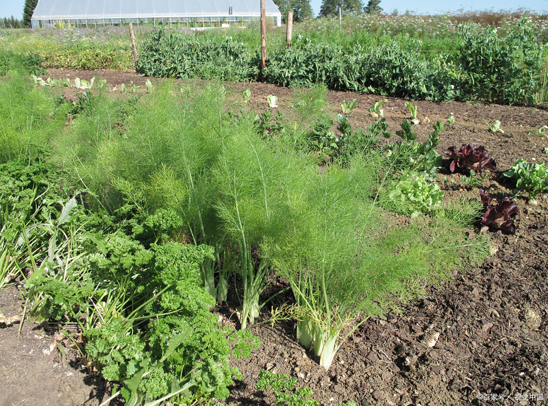 茴香的种植方法和时间