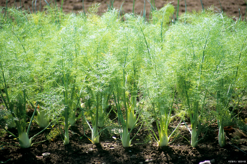 大茴香种植技术和时间