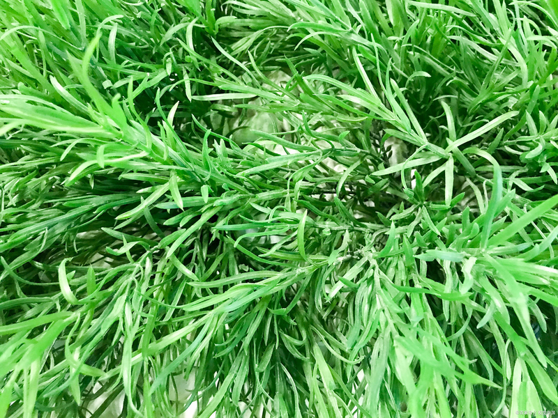 大茴香种植技术和时间