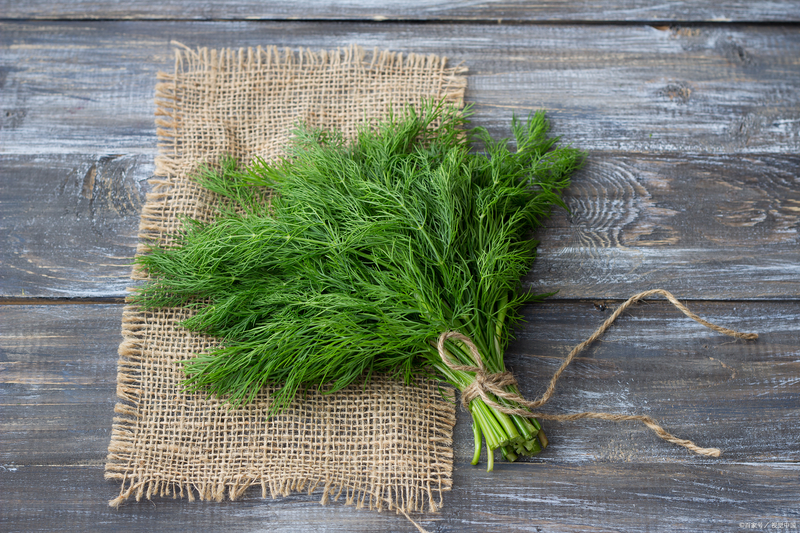 大茴香种植技术和时间