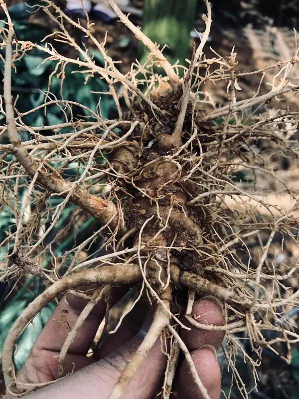 Improved white arts cultivation techniques