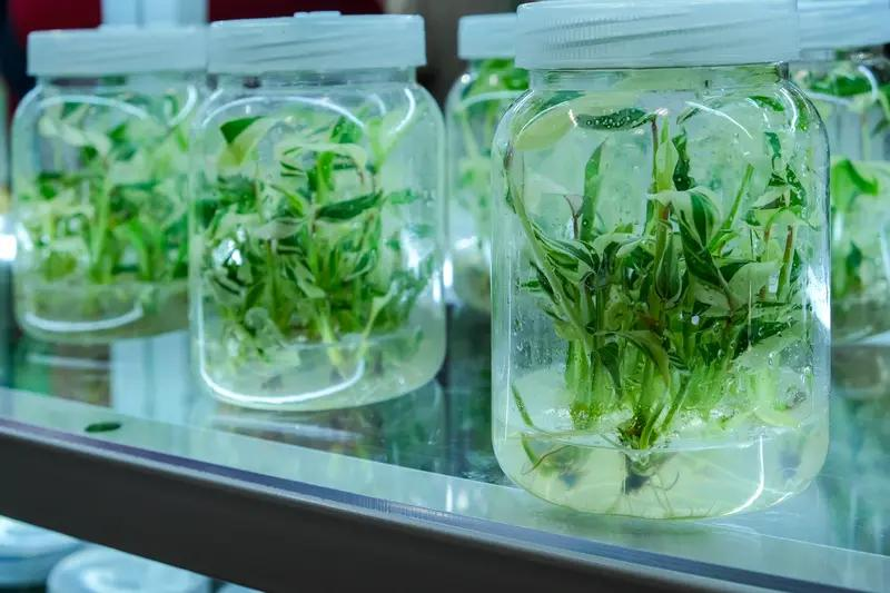 Improved white arts cultivation techniques