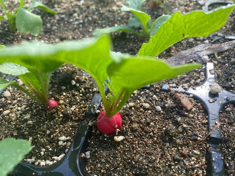 Summer cabbage planting techniques