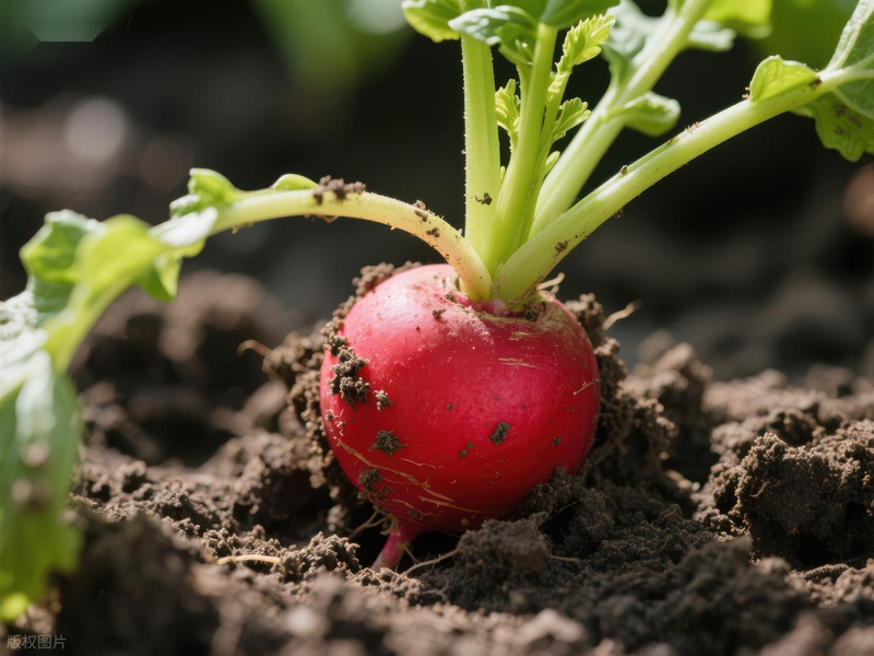 Summer cabbage planting techniques
