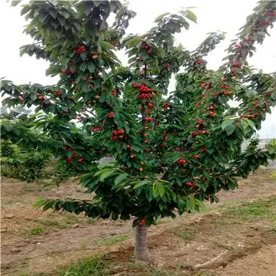 Shrimp cherry cultivation technology