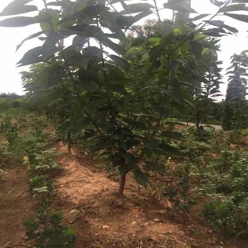 Shrimp cherry cultivation technology