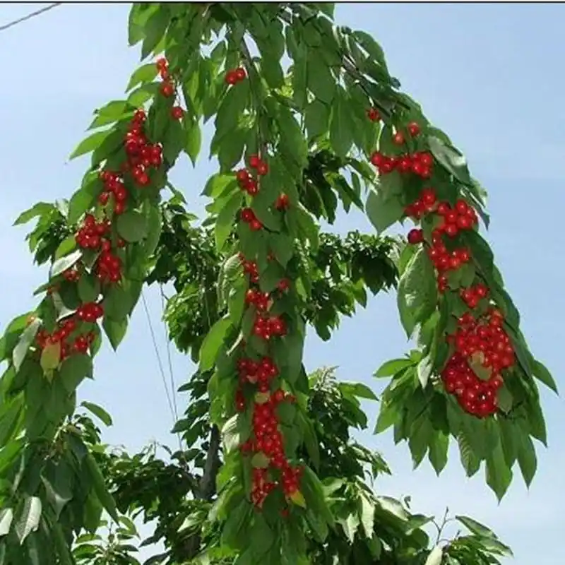 Shrimp cherry cultivation technology