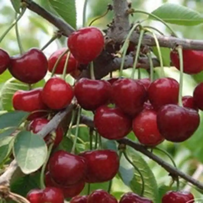 Shrimp cherry cultivation technology