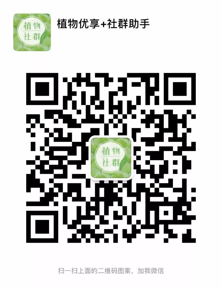 景观树的种植技术