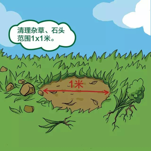 景观树的种植技术
