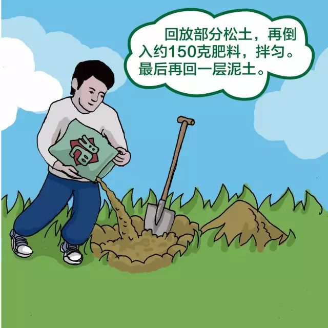 景观树的种植技术