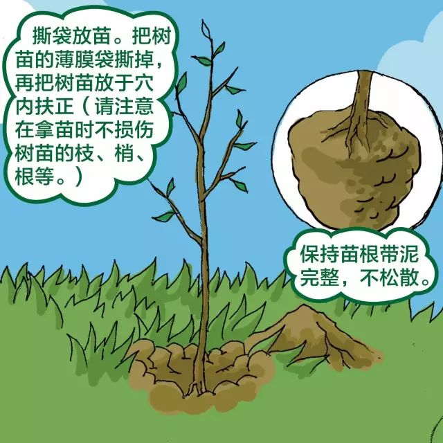 景观树的种植技术