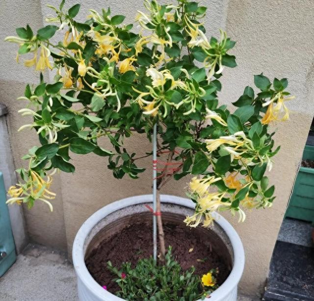 家中摆这6盆花,大病小病全走光!赶紧收藏