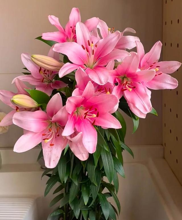 阳台种金银花种植方法