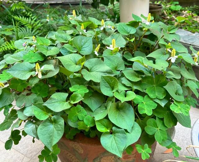 阳台种金银花种植方法