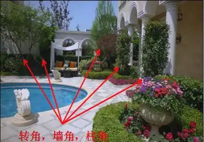 景观树的种植技术