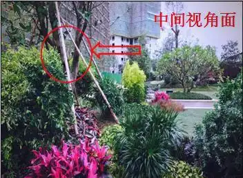 景观树的种植技术