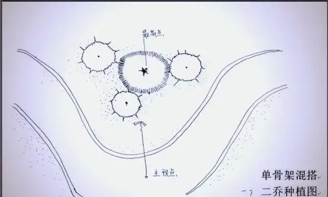 景观树的种植技术