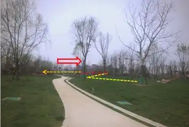 景观树的种植技术