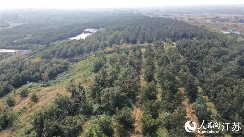 适合九江种植的果树