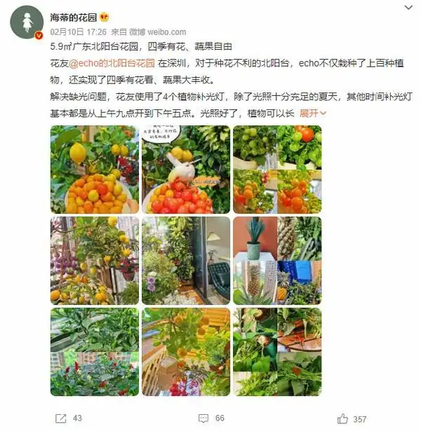 结球生菜的种植方法