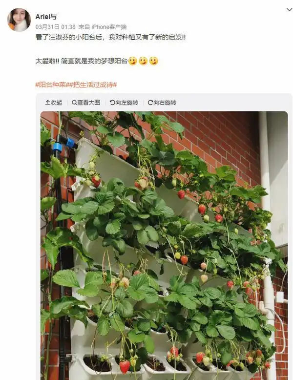 结球生菜的种植方法