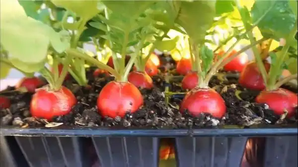 结球生菜的种植方法