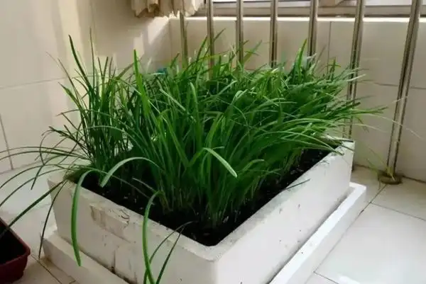 结球生菜的种植方法