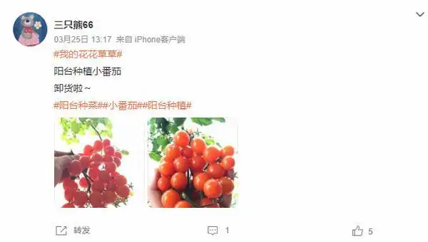 结球生菜的种植方法