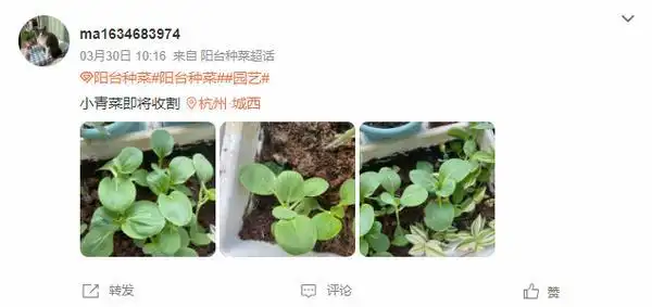 结球生菜的种植方法