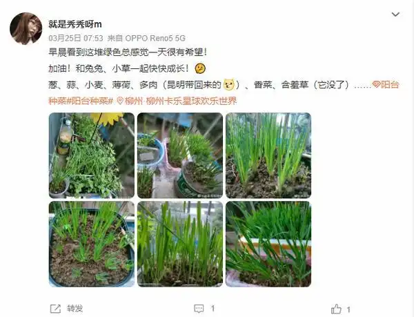 结球生菜的种植方法