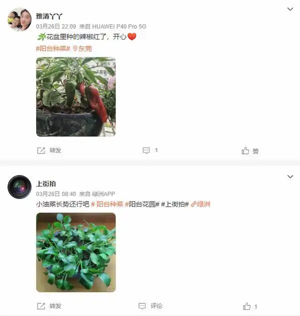 结球生菜的种植方法