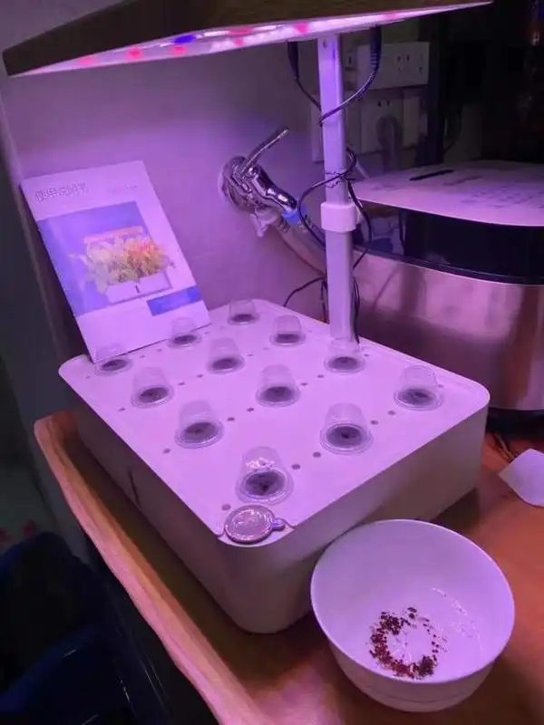 结球生菜的种植方法