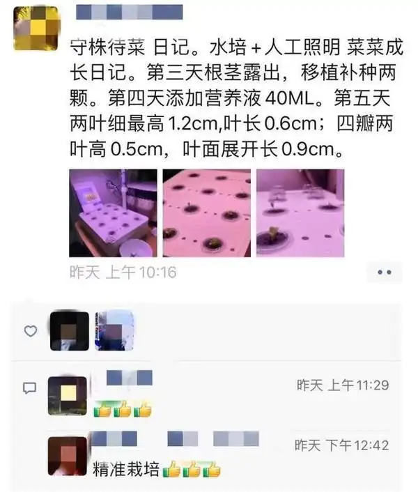 结球生菜的种植方法