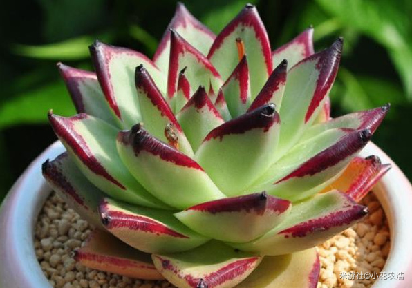 肉肉植物叶片种植方法