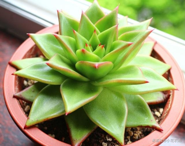 肉肉植物叶片种植方法