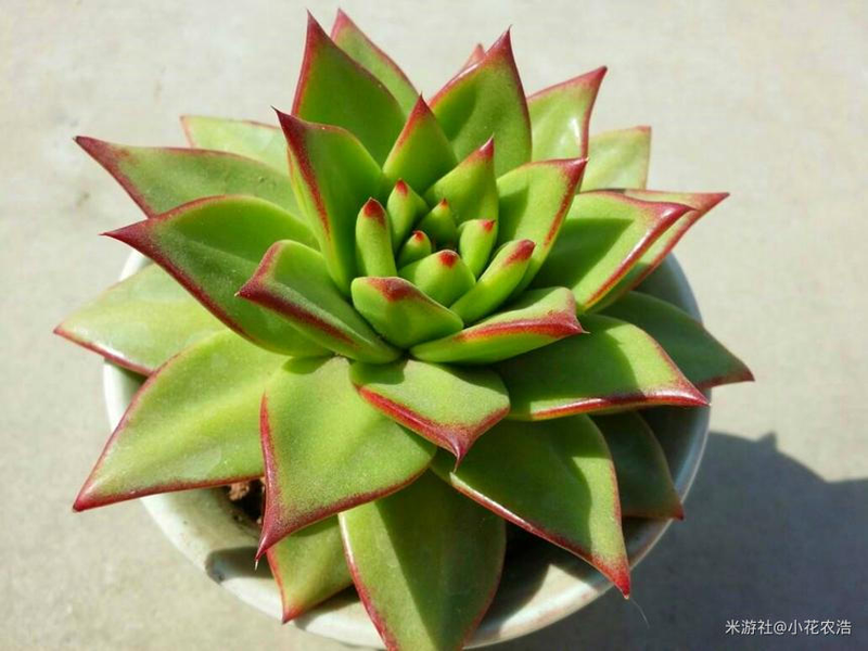 肉肉植物叶片种植方法