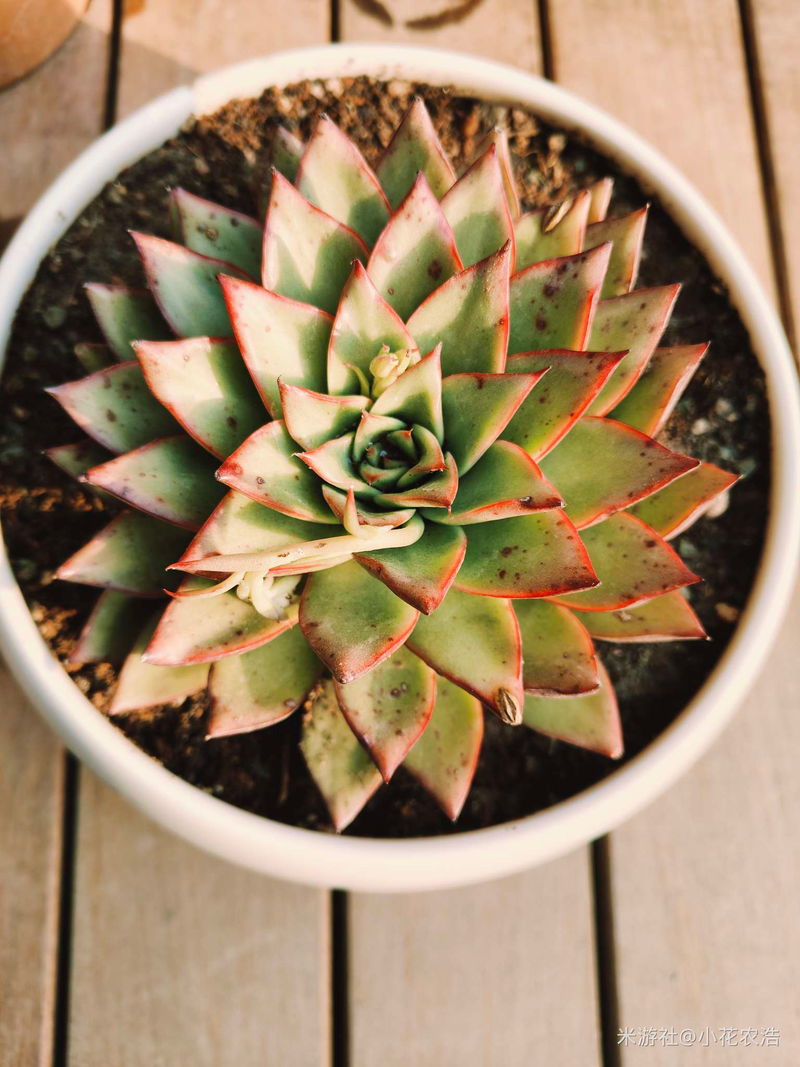 肉肉植物叶片种植方法