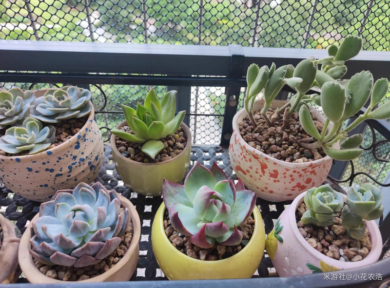 肉肉植物叶片种植方法