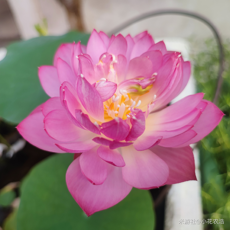 肉肉植物叶片种植方法