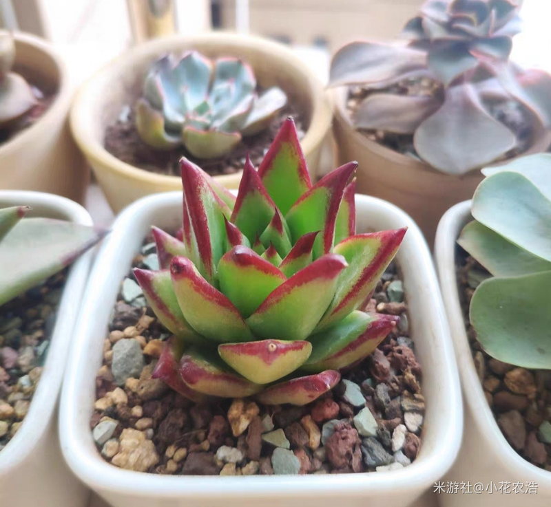 肉肉植物叶片种植方法