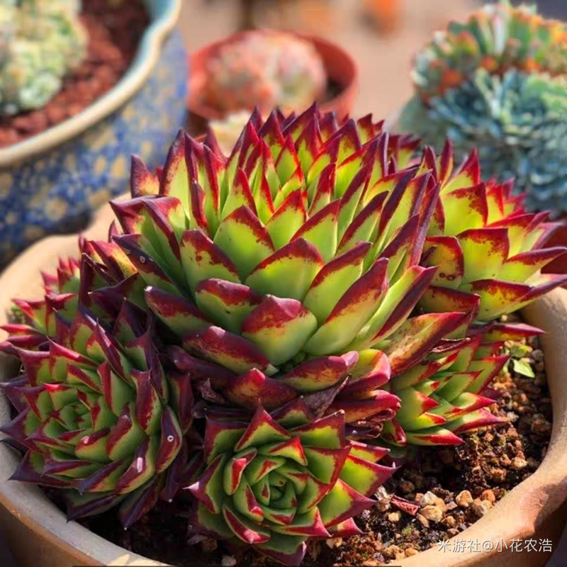 肉肉植物叶片种植方法