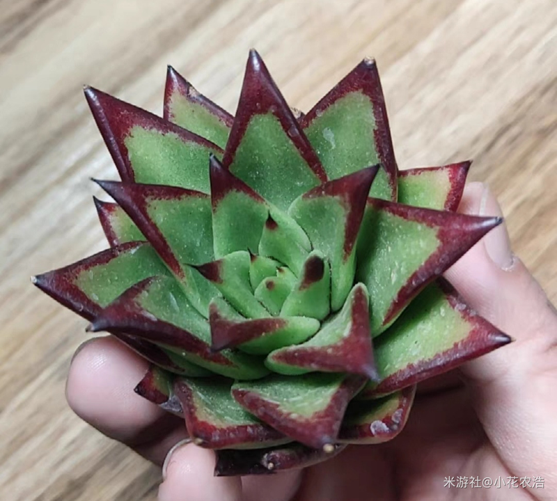 肉肉植物叶片种植方法