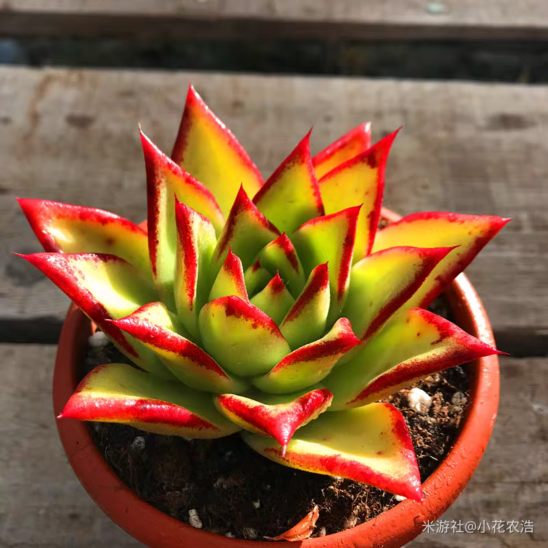 肉肉植物叶片种植方法