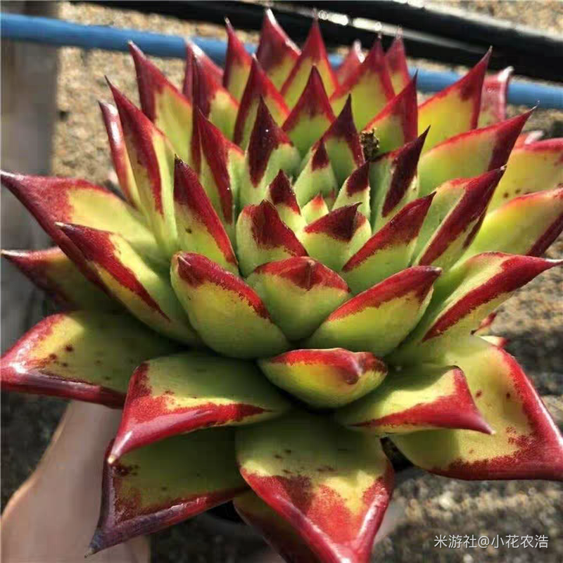 肉肉植物叶片种植方法